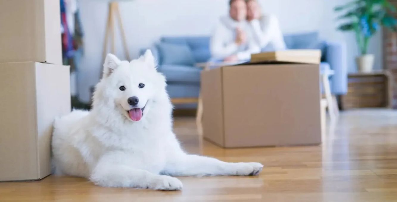 在安省租房，房东真的能一句“不能养宠物”就把你挡在门外吗？